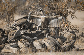 Group of White backed Vultures fighting on giraffe's carcass in Kruger National park, South Africa ; Specie Gyps africanus family of Accipitridae