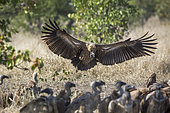 White backed Vulture (Gyps africanus) landing with spread wings in Kruger National park, South Africa
