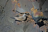 Brown Noddy (Anous stolidus) on cliff, La Reunion island