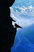 Brown Noddy (Anous stolidus) on cliff, La Reunion island