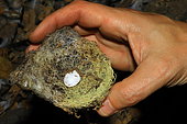 Mascarene swiftlet (Aerodramus francicus) nest, Reunion island