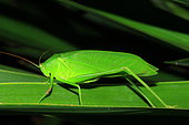 Bush-cricket (Holochlora biloba) on a leaf, Reunion Island
