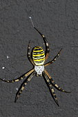 Wasp spider (Argiope bruennichi), France