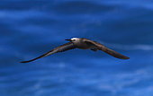 Brown Noddy (Anous stolidus) in flight, La Reunion island