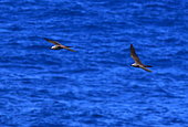 Brown Noddy (Anous stolidus) in flight, La Reunion island