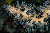 Gorgonian Wrapper Anemone (Nemanthus annamensis) on whip coral, Tahiti, French Polynesia