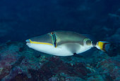 Halfmoon picassofish (Rhinecanthus lunula), Tahiti, French Polynesia