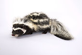 Saharan striped polecat (Ictonyx libycus)