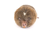 Lesser bamboo rat (Cannomys badius)