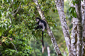 Black & white colobus (Colobus guereza), Kibale National Park, Uganda