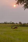 Uganda Kob male gather in the rainy season to graze the lush grasslands at Ishasha in the southwest sector of the Queen Elizabeth National Park, Uganda, Africa