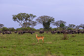 Uganda Kob gather in the rainy season to graze the lush grasslands at Ishasha in the southwest sector of the Queen Elizabeth National Park, with a group of African buffaloes in the background Uganda, Africa