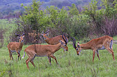 Uganda Kob male gather in the rainy season to graze the lush grasslands at Ishasha, Fight between males, southwest sector of the Queen Elizabeth National Park, Uganda, Africa