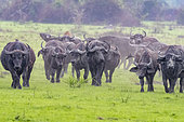 Cape buffalo (Syncerus caffer) gather during the rainy season to graze the lush grasslands at Ishasha in the southwest sector of the Queen Elizabeth National Park, Uganda, Africa