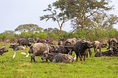 Cape buffalo (Syncerus caffer) gather during the rainy season to graze the lush grasslands at Ishasha in the southwest sector of the Queen Elizabeth National Park, Uganda, Africa