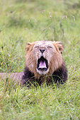 Lion (Panthera leo) adult male lying in the grass at Ishasha in the southwest sector of the Queen Elizabeth National Park, Uganda, Africa