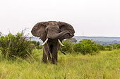 Elephant (Loxodonta africana) gather in the rainy season to graze the lush grasslands at Ishasha in the southwest sector of the Queen Elizabeth National Park, Uganda, Africa