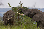 Elephant (Loxodonta africana) gather in the rainy season to graze the lush grasslands at Ishasha in the southwest sector of the Queen Elizabeth National Park, Uganda, Africa