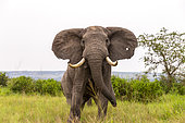 Elephant (Loxodonta africana) gather in the rainy season to graze the lush grasslands at Ishasha in the southwest sector of the Queen Elizabeth National Park, Uganda, Africa