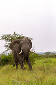 Elephant (Loxodonta africana) gather in the rainy season to graze the lush grasslands at Ishasha in the southwest sector of the Queen Elizabeth National Park, Uganda, Africa