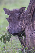 Warthog (Phacochoerus africanus), adult male, Lake Mburo National Park, Uganda, Africa
