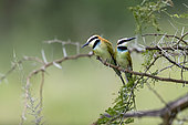 White-throated Bee-eater (Merops albicollis), perched on a rod, Ishasha Sector, Queen Elizabeth National Park, Uganda, Africa
