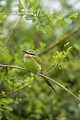 Blue-cheeked Bee-eater (Merops persicus), perched on a rod, Ishasha Sector, Queen Elizabeth National Park, Uganda, Africa