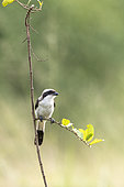 Lesser Grey Shrike (Lanius minor) perched, Ishasha Sector, Queen Elizabeth National Park, Uganda