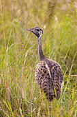 Black-bellied Bustard (Lissotis melanogaster), adult female, Ishasha Sector, Queen Elizabeth National Park, Uganda