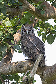 Verreaux's Eagle-Owl (Bubo lacteus), perched in a tree, Ishasha Sector, Queen Elizabeth National Park, Uganda