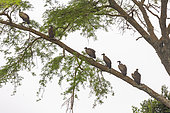 White-backed Vulture (Gyps africanus) , perched on a tree, Ishasha Sector, Queen Elizabeth National Park, Uganda, Africa