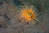 Tube anemone (Cerianthus filiformis)
