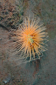 Tube anemone (Cerianthus filiformis)