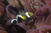 Clownfish and its Sea Anemone, Diving in Tulamben, Bali Island, Indonesia
