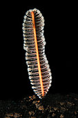Sea Pen (Virgularia sp),