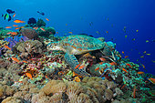 Green sea turtle (Chelonia mydas) on reef, Nusa Penida dive site, Sental, Bali.