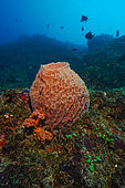 Barrel Sponge (Xestospongia testudinaria) on reef, Nusa Penida dive site, Sental, Bali.