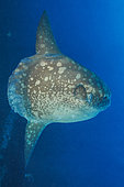 Ocean sunfish (Mola mola) deep water Bali, Nusa Penida dive site, Blue Corner, Bali.