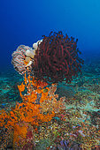 Crinoids, Nusa Penida dive site, Blue Corner, Bali.