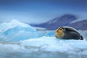 Bearded Seal (Erignathus barbatus) solitary adult on pack ice, Svalbard, Norway