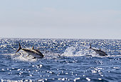 Going out to sea for a shoot on the bonito and red tuna hunts on sardines or other small fish, digital composition, Rade de Marseille, Marseille, France