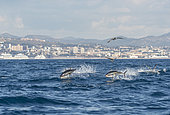Going out to sea for a shoot on the bonito and red tuna hunts on sardines or other small fish, digital composition, Rade de Marseille, Marseille, France