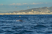 Going out to sea for a shoot on the bonito and red tuna hunts on sardines or other small fish, digital composition, Rade de Marseille, Marseille, France