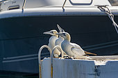 port where northern gannets nest on old boats or on pontoons, Carry le Rouet (13620), Provence-Alpes-Côte d'Azur Region, France,