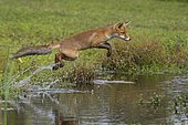 Red fox (Vulpes vulpes), Young fox jumps over a water body, Netherlands