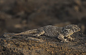 Cape verde giant gecko (Tarentola gigas gigas)