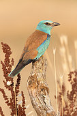 European Roller (Coracias garrulus), side view of an adult female perched on a dead trunk, Campania, Italy