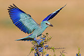 European Roller (Coracias garrulus), adult alighting on a Blackthorn with berries, Campania, Italy