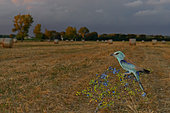 European Roller (Coracias garrulus), adult female perched on a Blackthorn, Campania, Italy