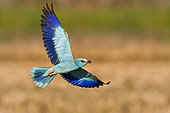 European Roller (Coracias garrulus), adult in flight seen from below, Campania, Italy